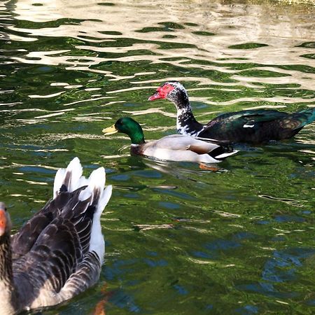 Quinta De Chousas - Braga - Agroturismo Eksteriør billede