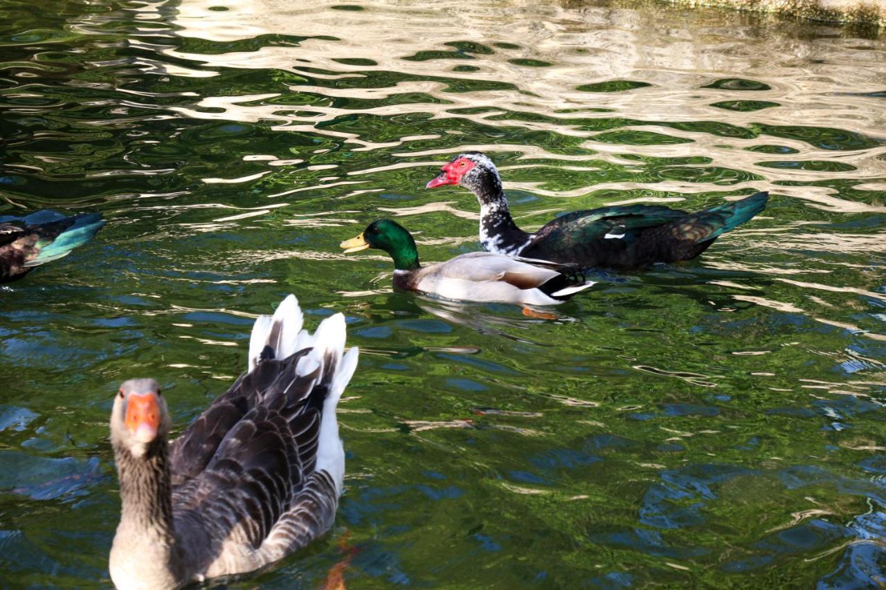 Quinta De Chousas - Braga - Agroturismo Eksteriør billede
